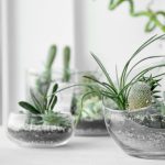 Daniel Tarciso da Silva Cardoso