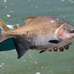 Pescador segura um peixe recém-capturado à margem de um rio.
