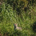 Onça-pintada camuflada entre a vegetação densa em seu habitat natural no Pantanal