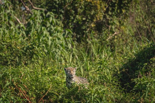 Onça-pintada camuflada entre a vegetação densa em seu habitat natural no Pantanal