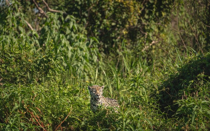 Onça-pintada camuflada entre a vegetação densa em seu habitat natural no Pantanal