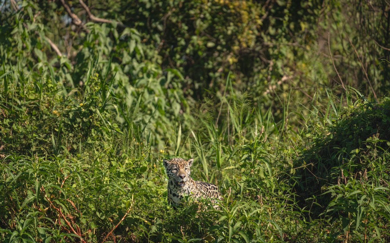 Onça-pintada camuflada entre a vegetação densa em seu habitat natural no Pantanal