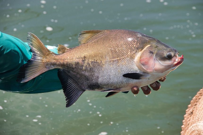 Pescador segura um peixe recém-capturado à margem de um rio.